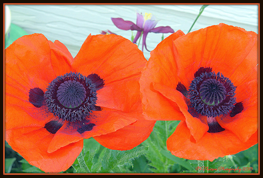 Two Red Poppies.jpg