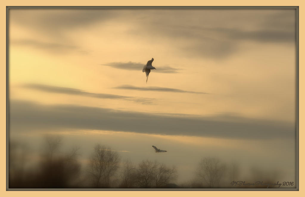 Two Seagulls 2-28-2016.jpg