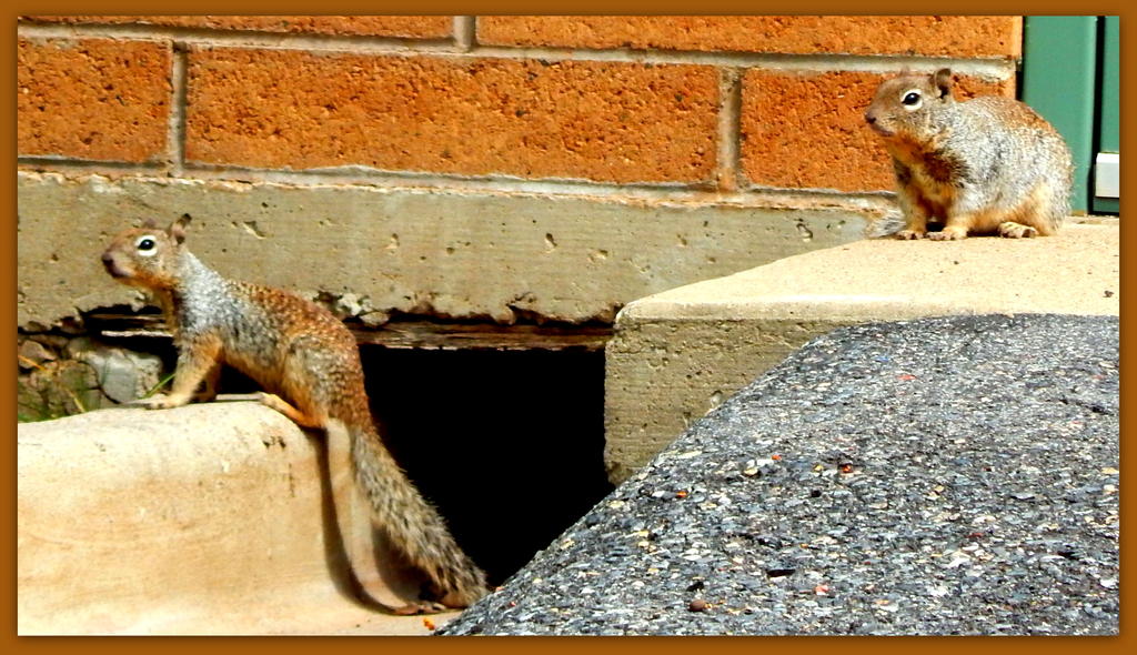 Two Squirrels.jpg