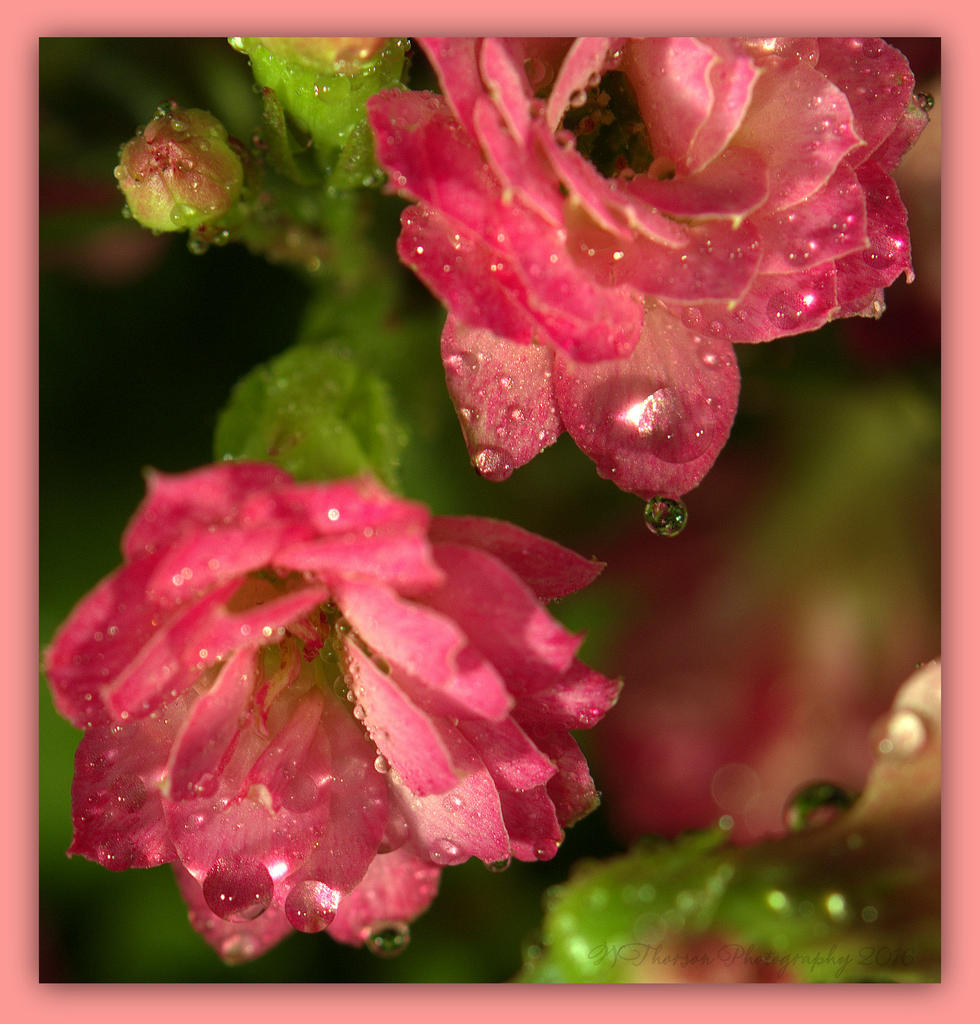 Two Tiny Pink Flowers 3-28-2016.jpg
