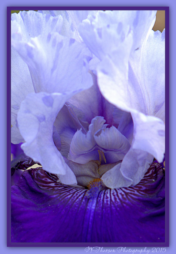 Two Tone Purple Iris.jpg
