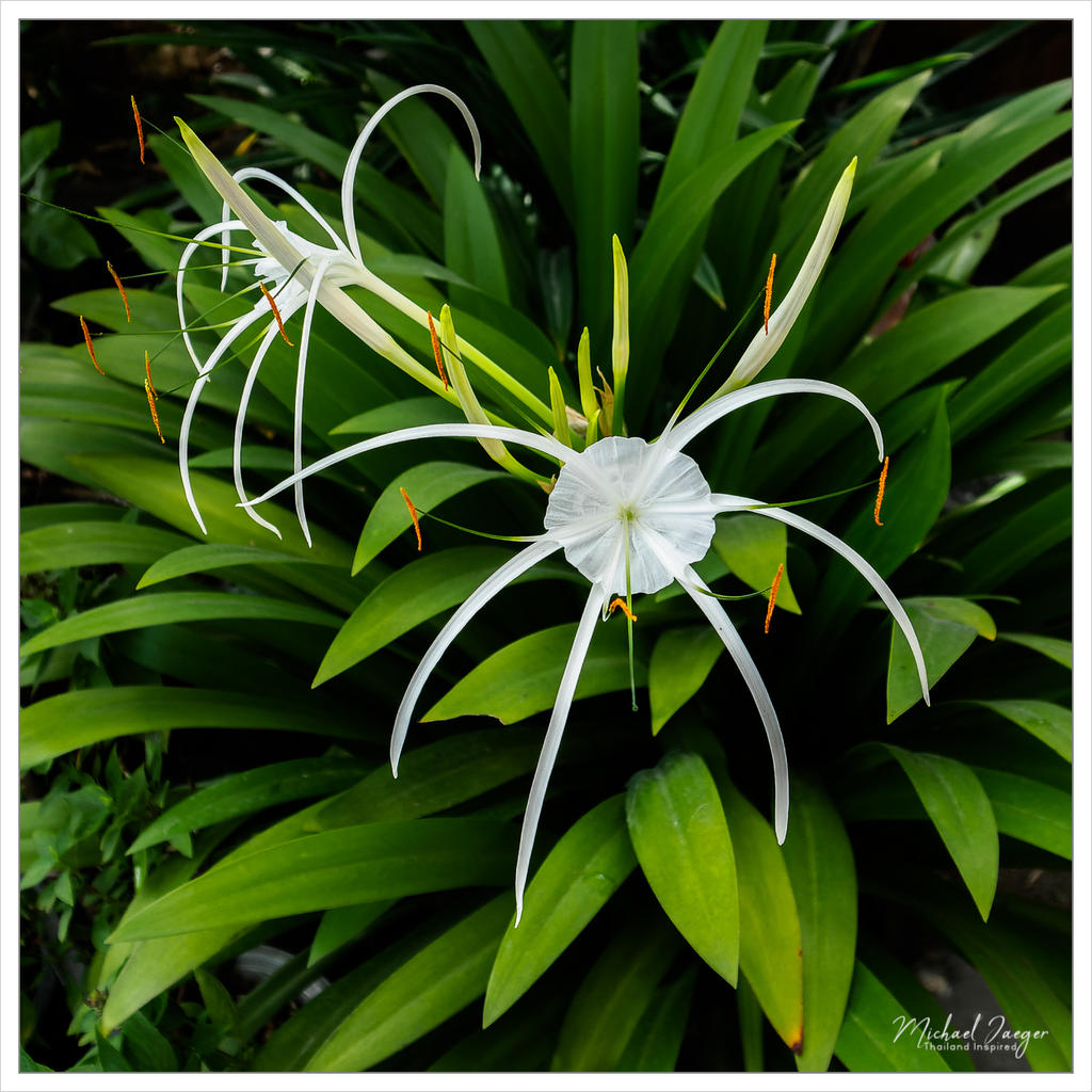 two-white-1.jpg
