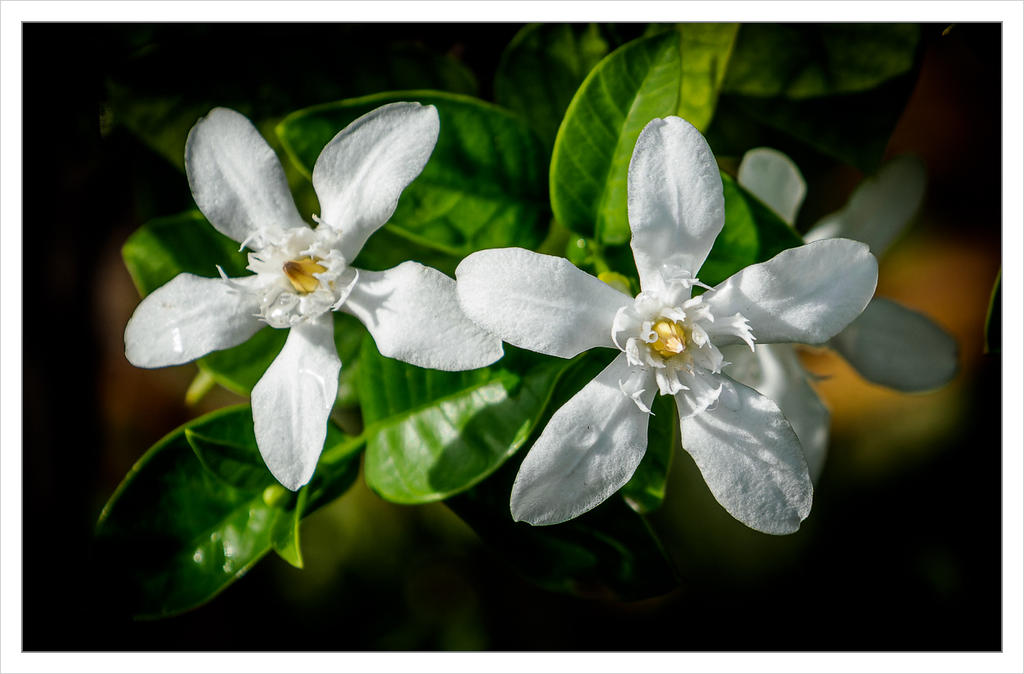 two-white-1.jpg