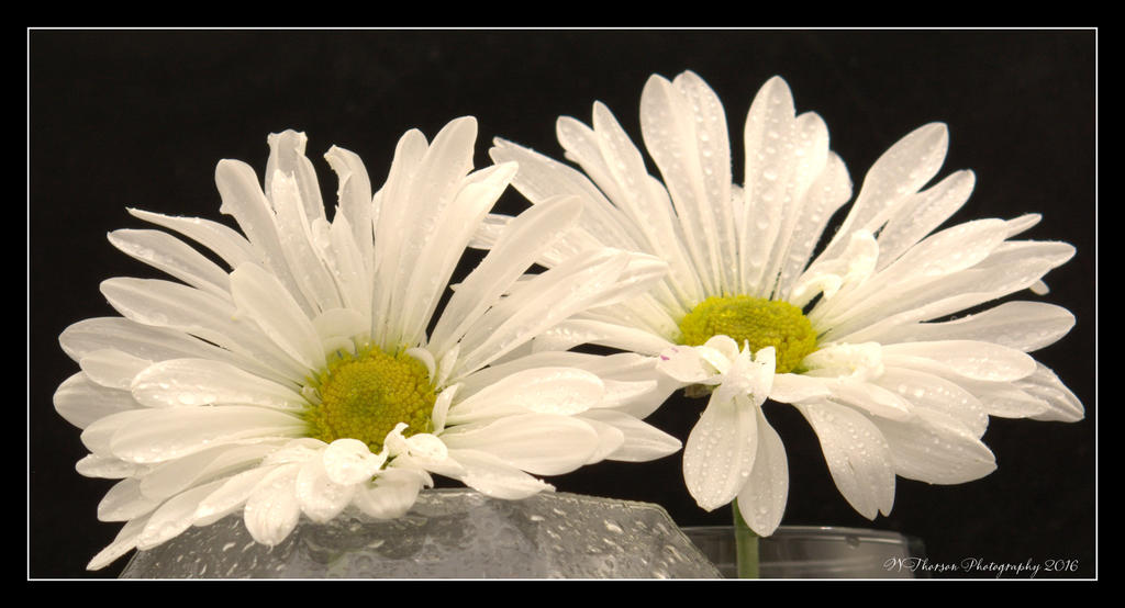 Two White Dasies 5-19-2016.jpg