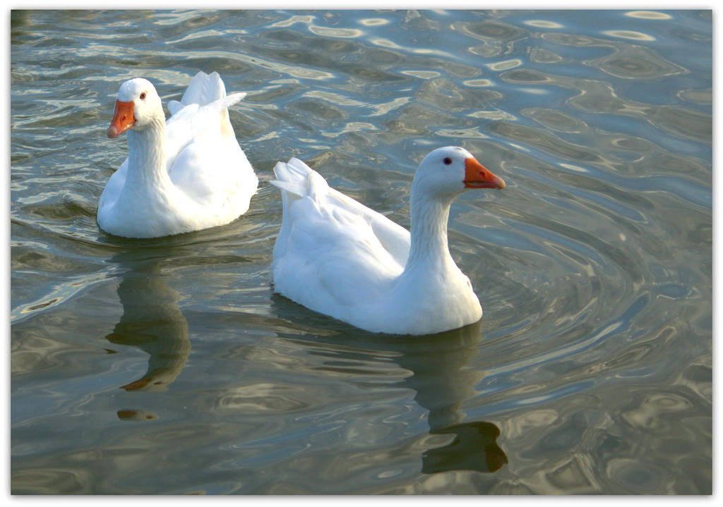 Two White Geese.jpg