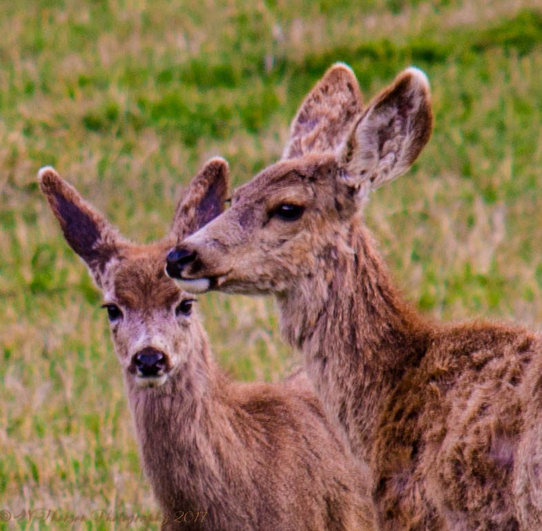 Two Young Deer in Lost Creek Canyon 4-16-2017.jpg