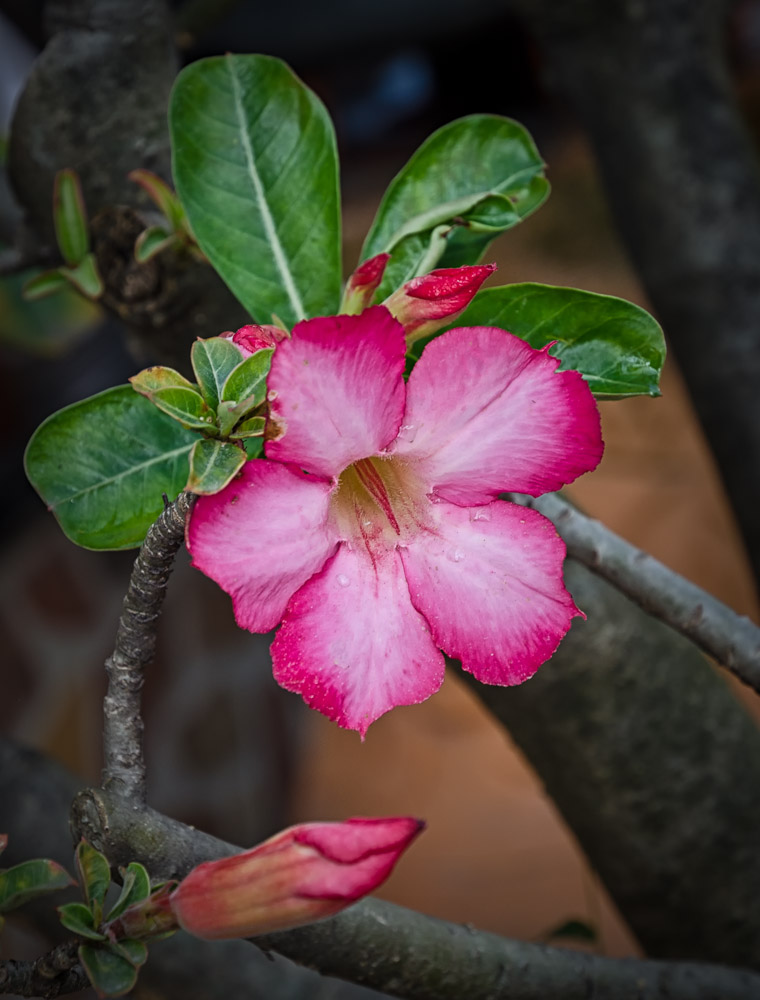 twoflowers-1.jpg