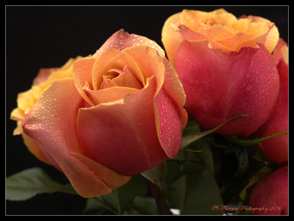 Twp Peach, Pink, and Yellow Roses 5-19-2016.jpg