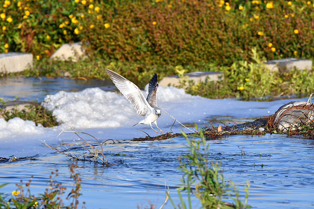 UncroppedGull.jpg