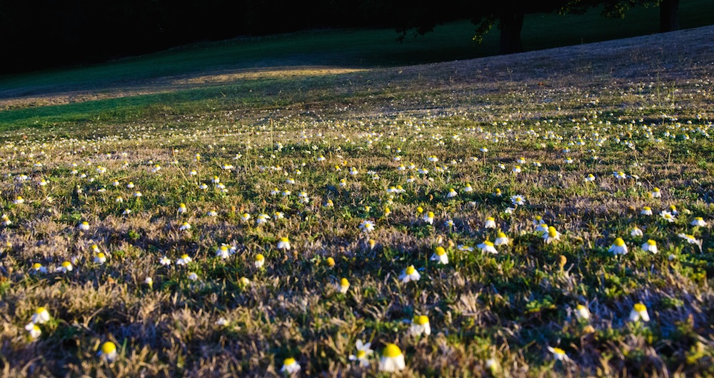 Uncut grass.jpg