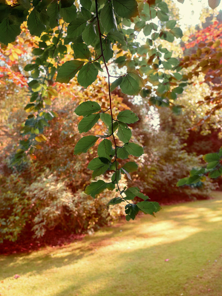 Under-the-tree.jpg