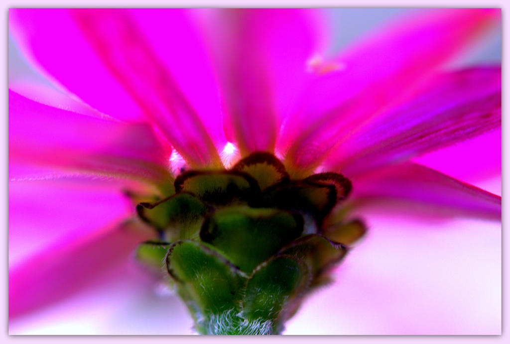 Underneath a Pink Zinnia.jpg