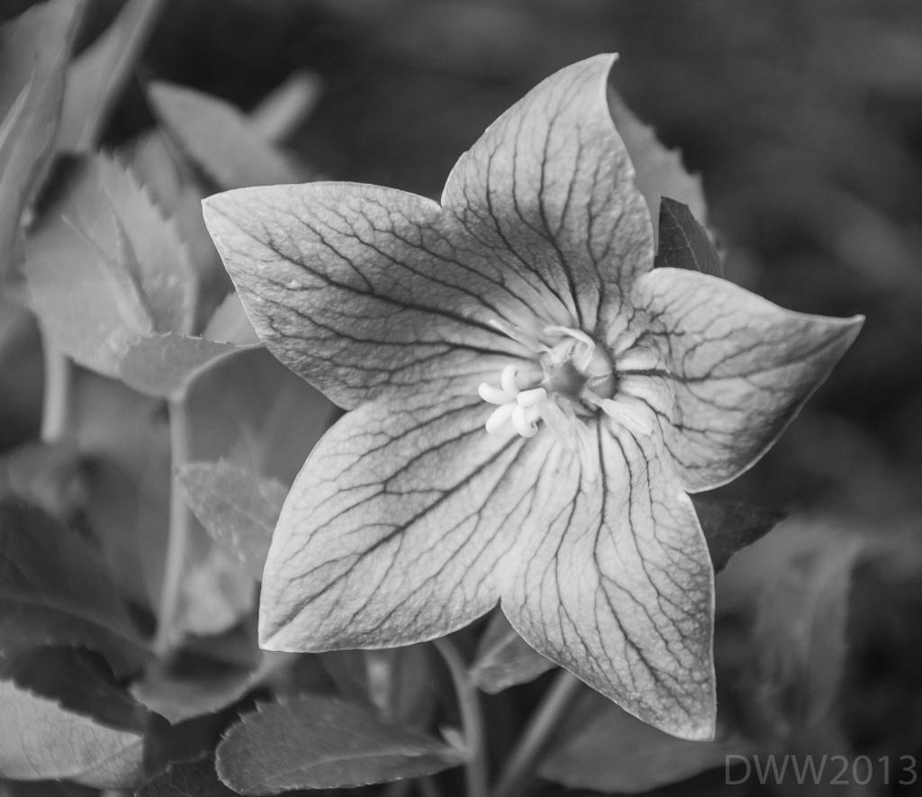 Unknown Flower BW.jpg
