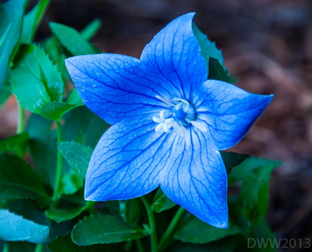 Unknown Flower_.jpg