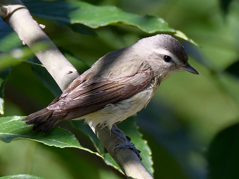 UnknownBird2.jpg