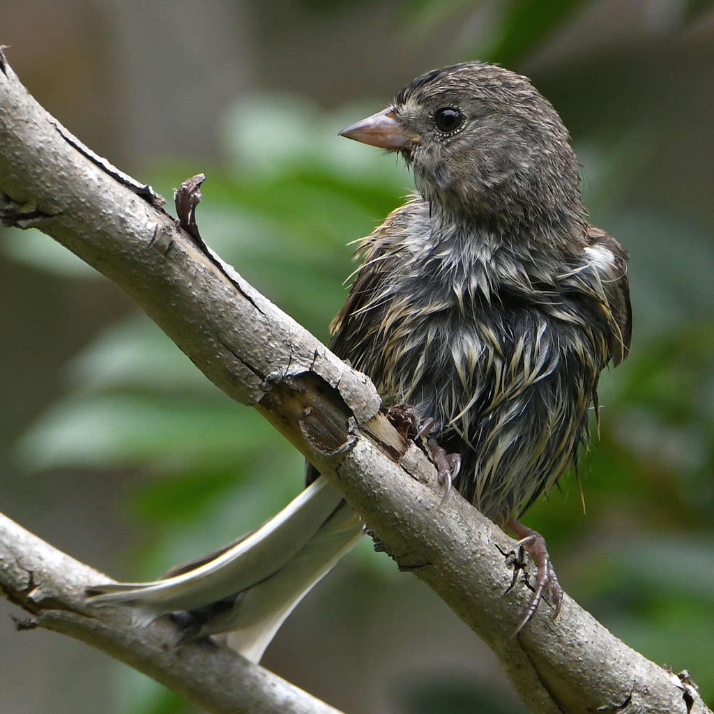 UnknownBird2.jpg