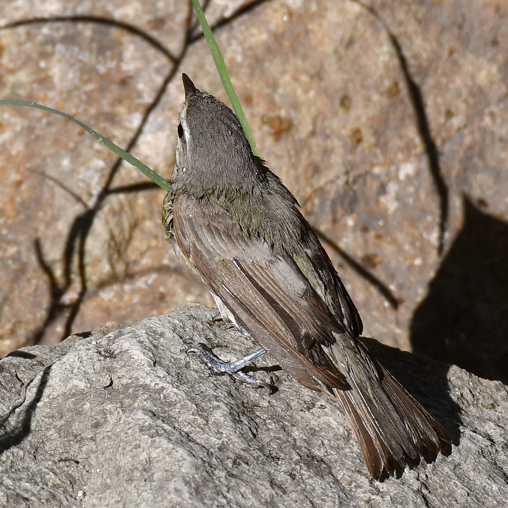 UnknownBird3.jpg