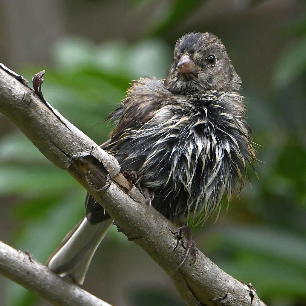 UnknownBird3.jpg