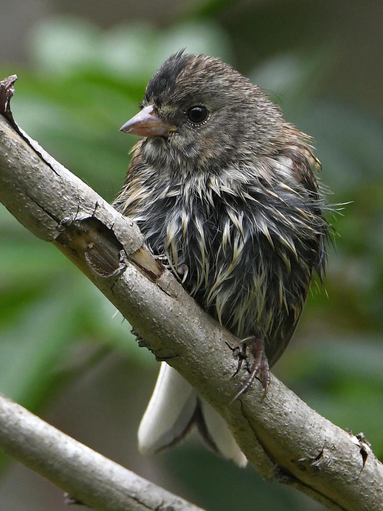 UnknownBird4.jpg