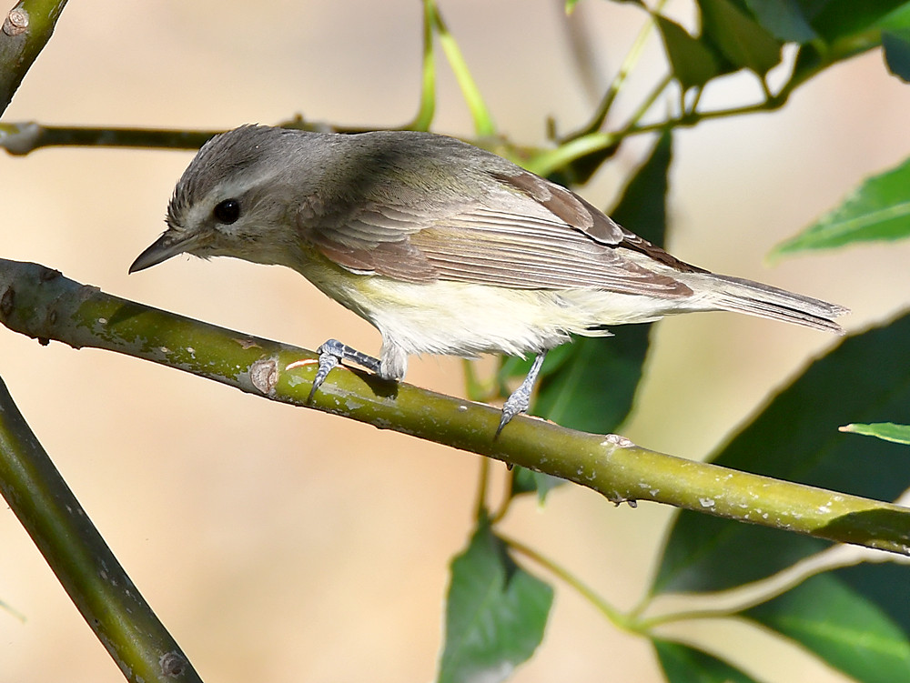 UnknownBird5.jpg