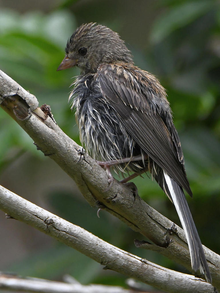 UnknownBird6.jpg