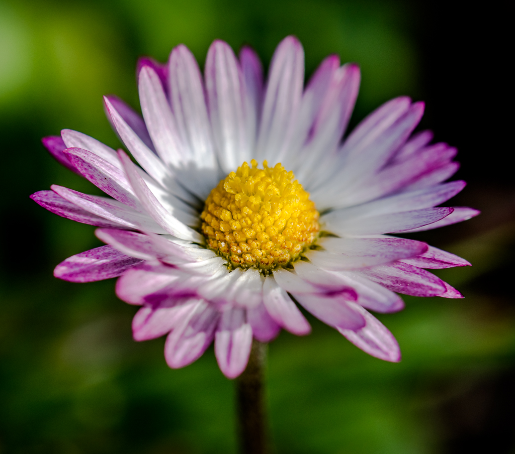 untitled-1-466.jpg