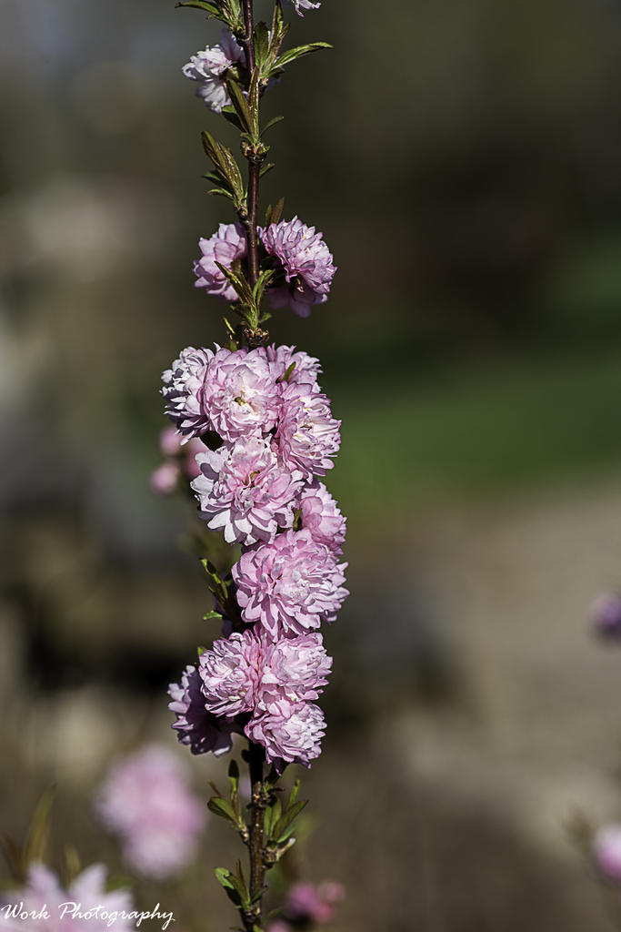 Flowering Almond
