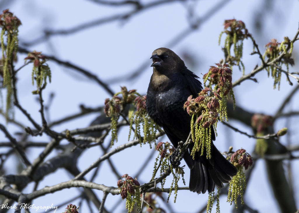 Male Cowbird