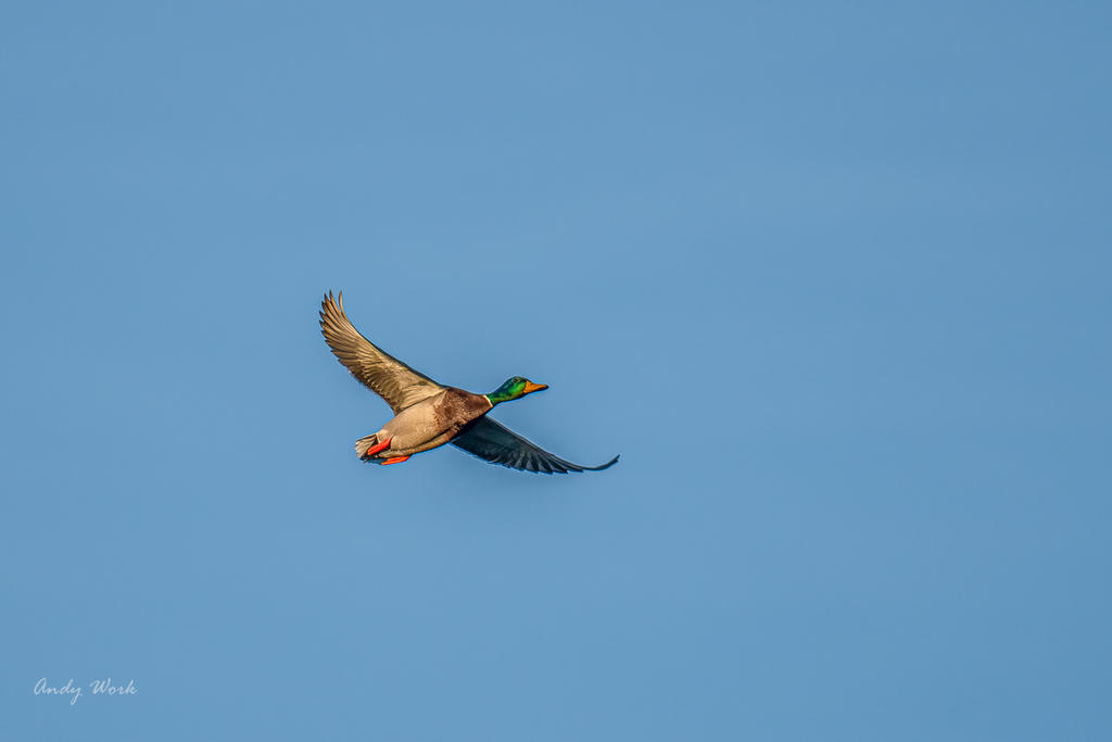 untitled-500601.jpg