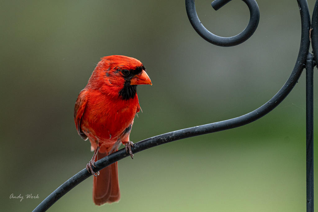 Cardinal