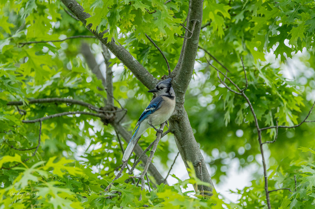 Blue Jay