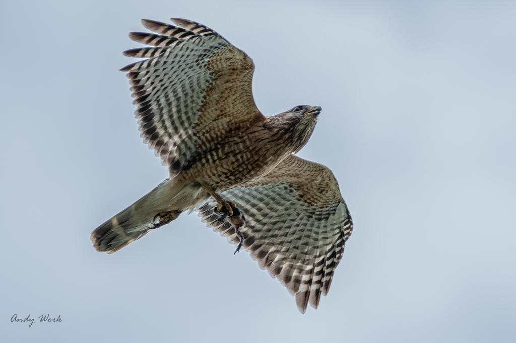 Juvie Red Tail with frog