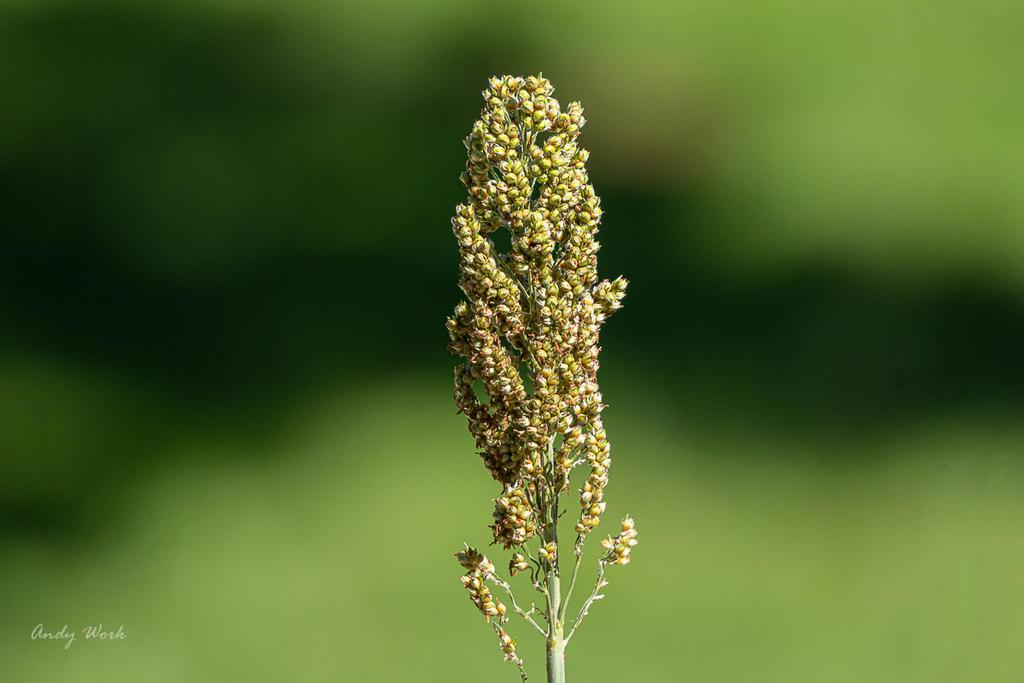 untitled-509519-Edit.jpg