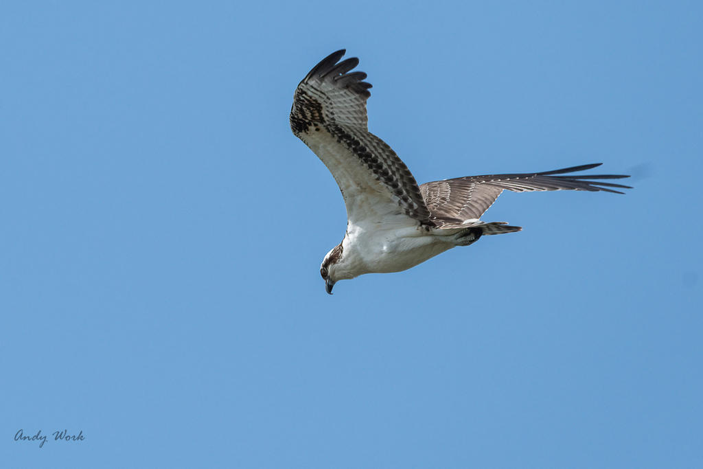untitled-509666-Edit.jpg