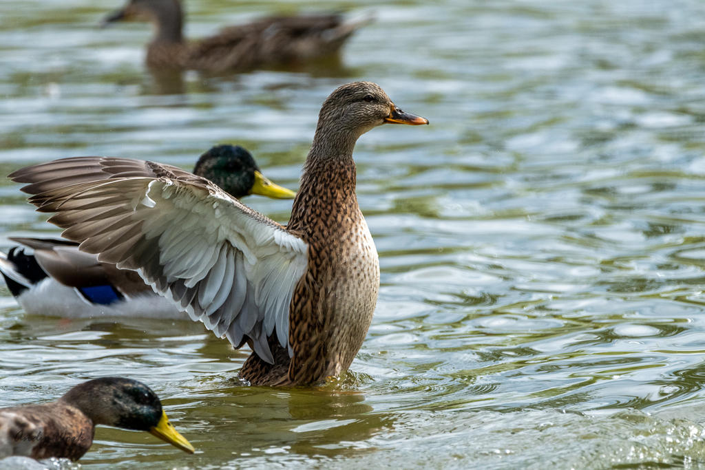 untitled-509780-Edit.jpg