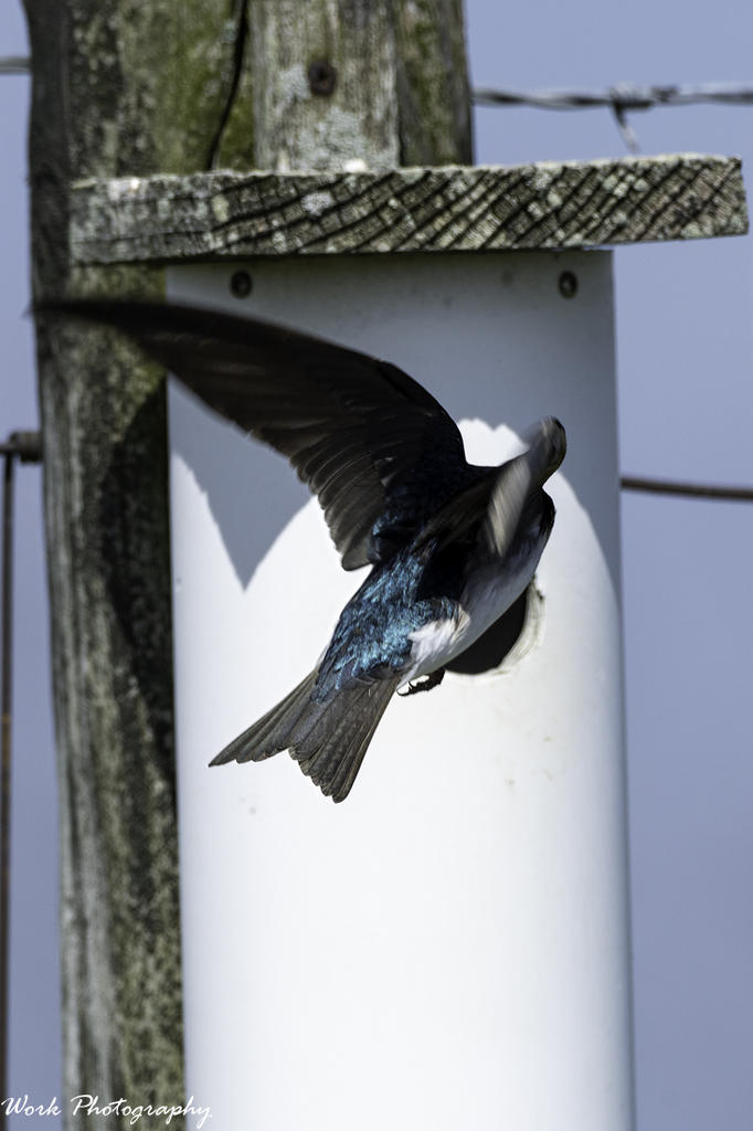 Tree Swallow