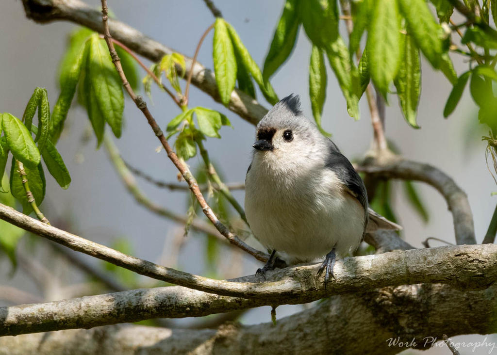 Tufted Titmouse