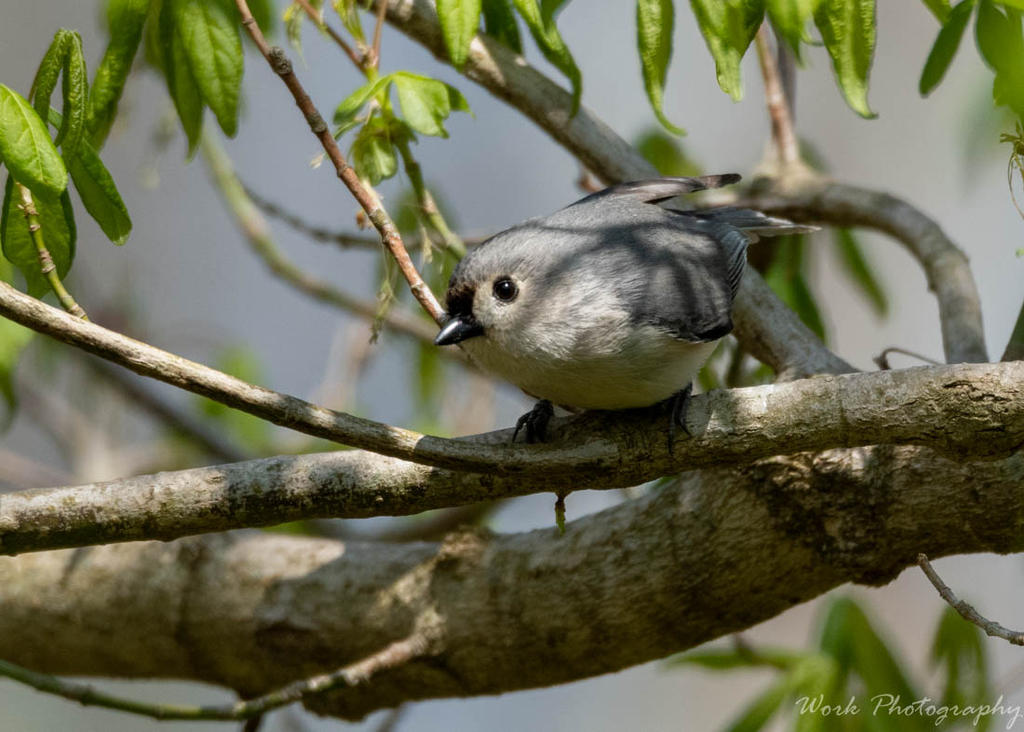 Tufted Titmouse