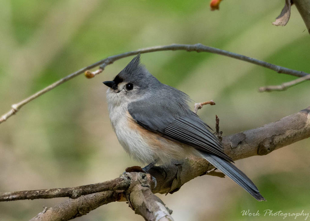 Tufted Titmouse
