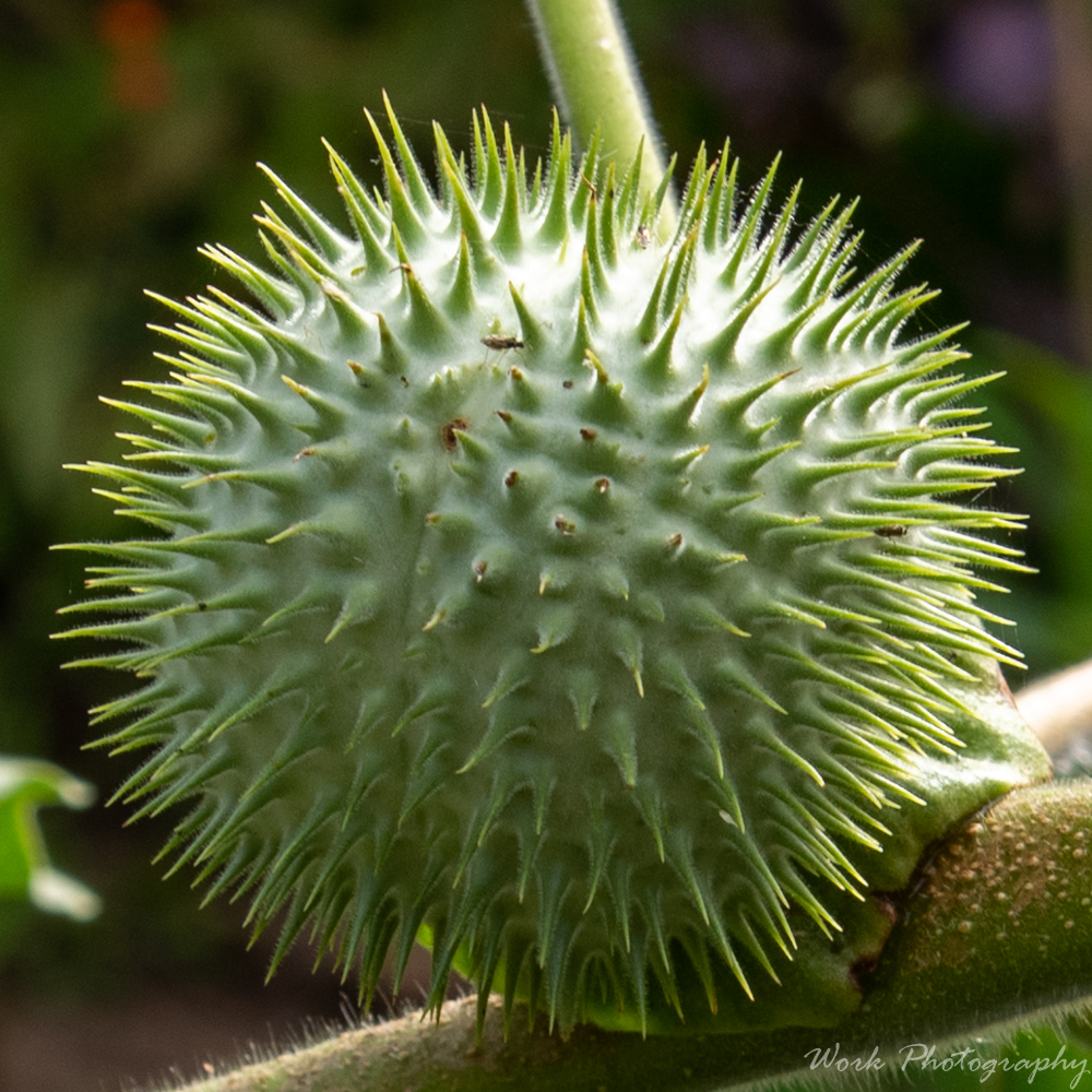 I don't know what type of flower this seed pod belongs to but the lady that works at the village knew it was poisonous.