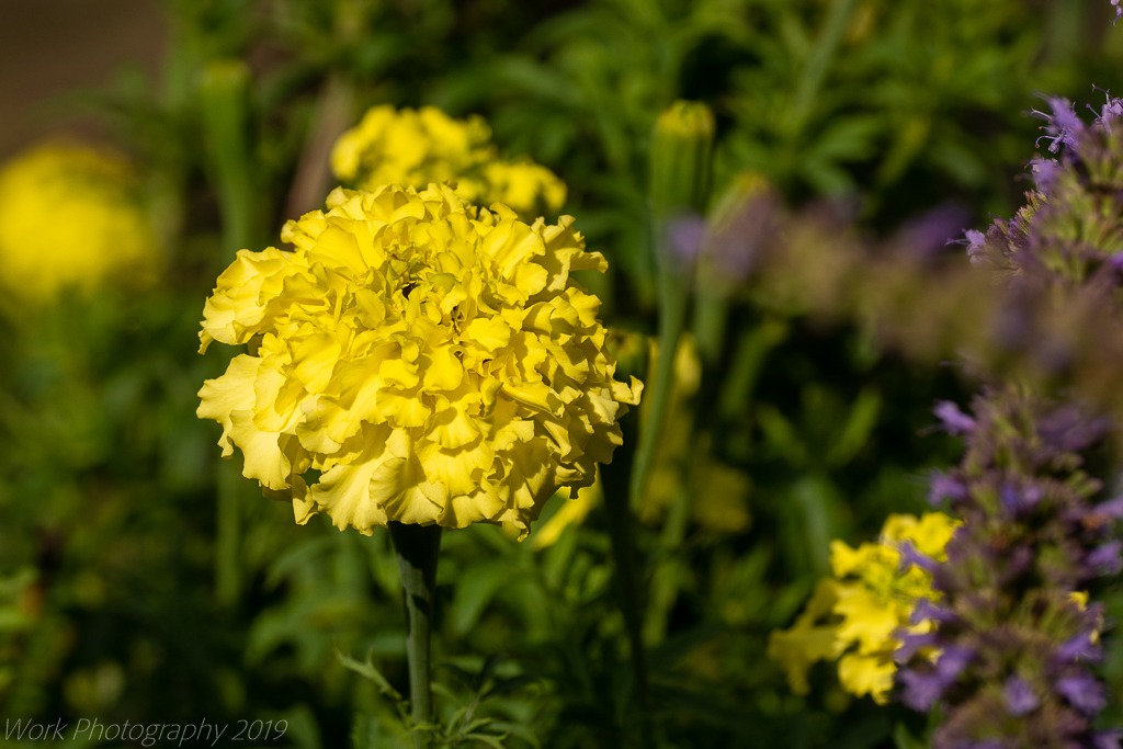 untitled shoot-8945.JPG