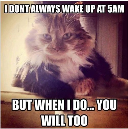 up at 5 on caturday majorgeeks.jpg