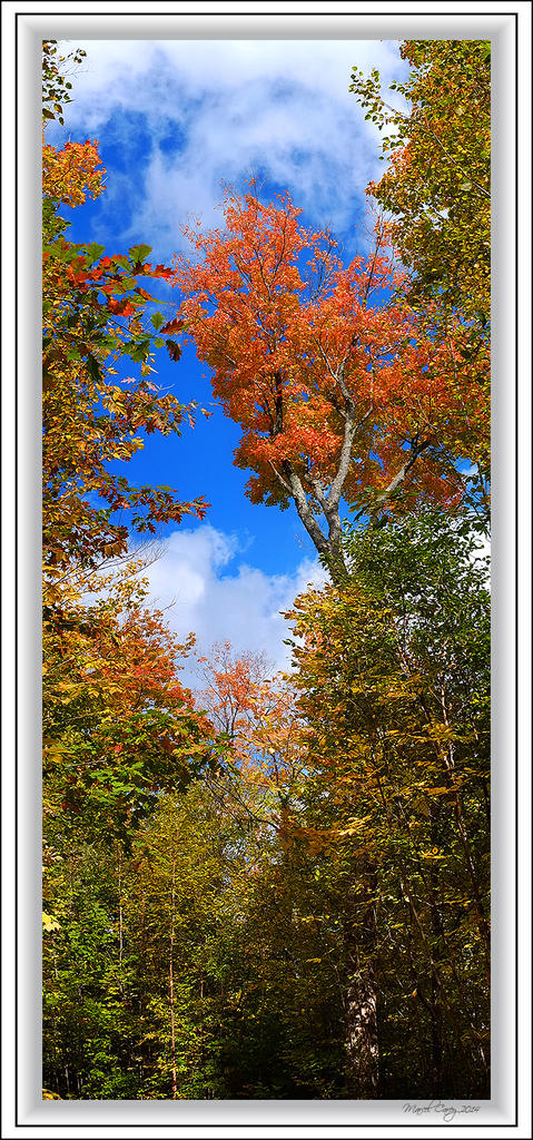 up pano fall foliage.jpg
