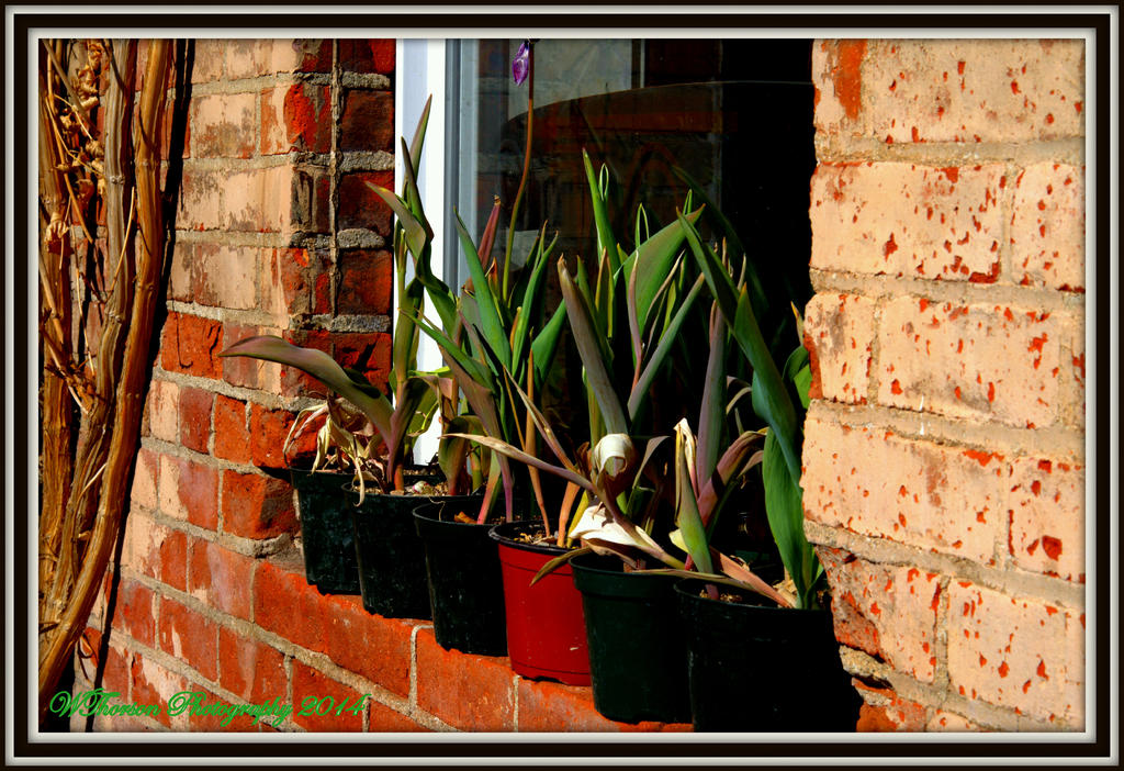 Urban Window Sill.jpg