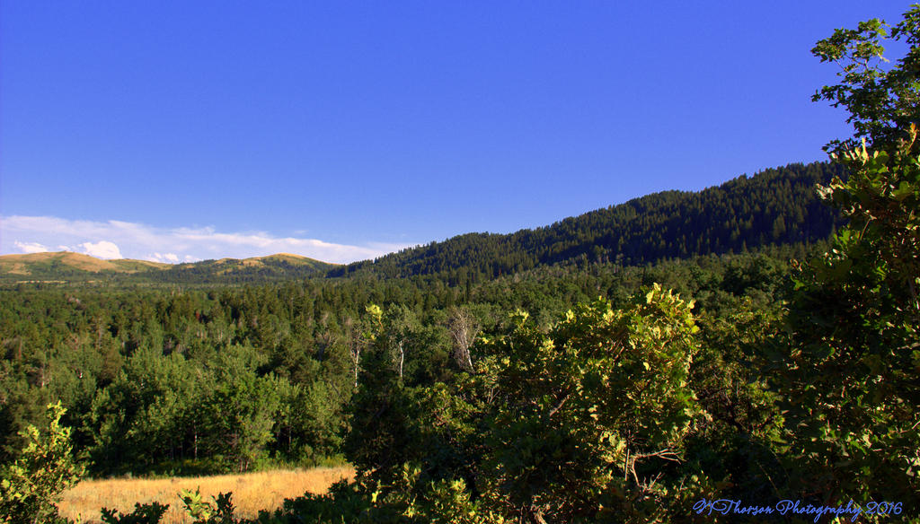 Valley Near Willard Peak 7-16-2016.jpg