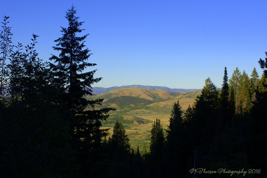 Valley Through the Pines 7-16-2016.jpg