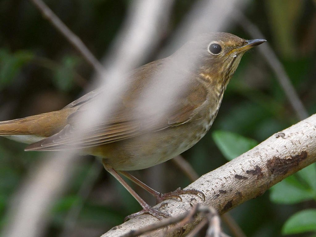 VariedThrush.jpg