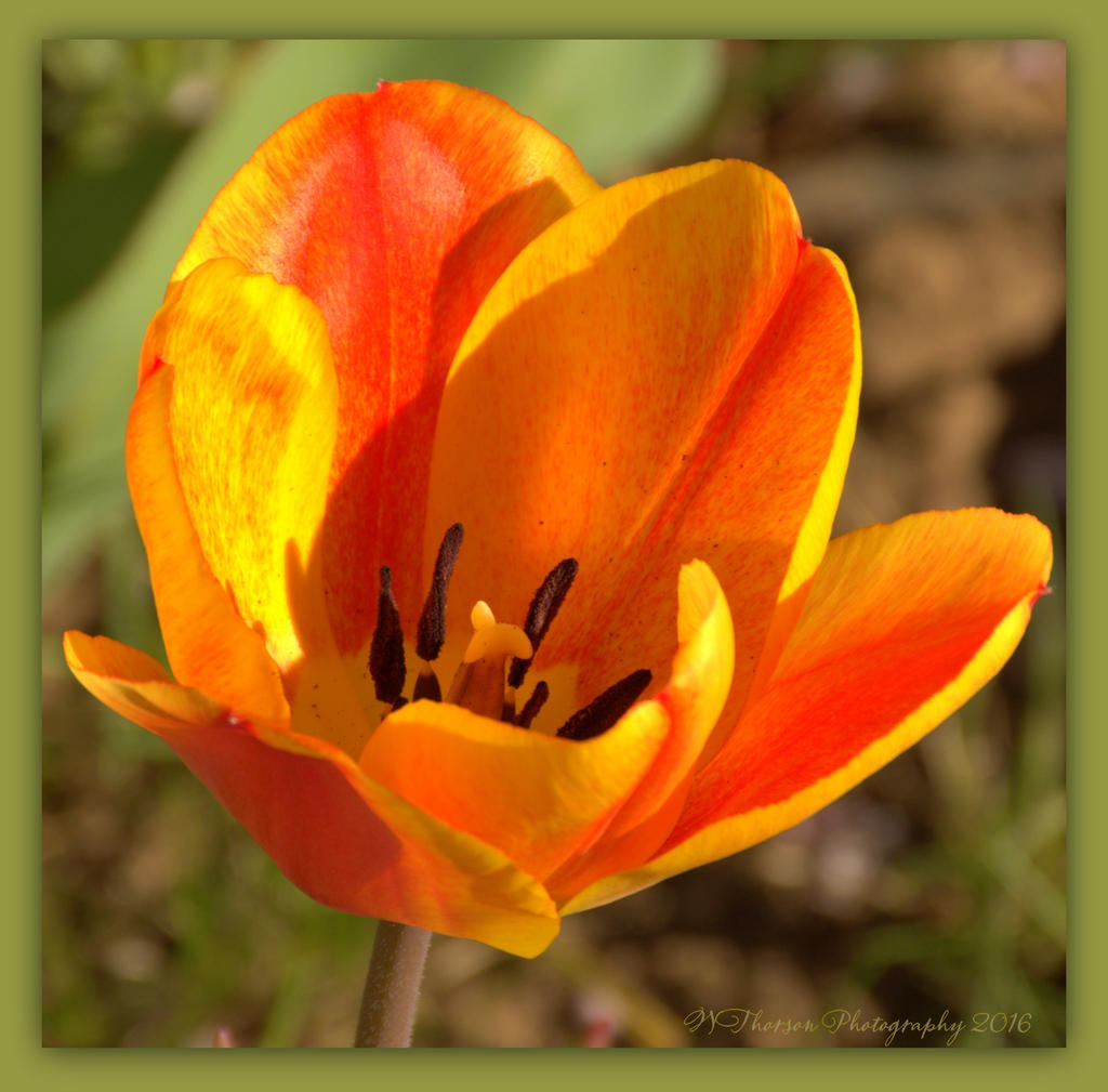 Variegated Tulip 4-12-2016.jpg