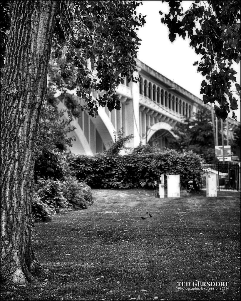 VB and Tree in BW.jpg