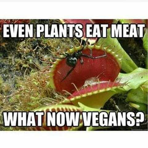 vegan.jpg